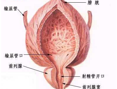 良性前列腺增生症状有哪些
