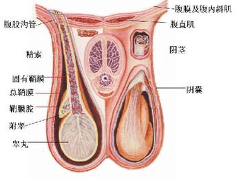 哈密同济医院,哈密男科医院,哈密同济男科医院